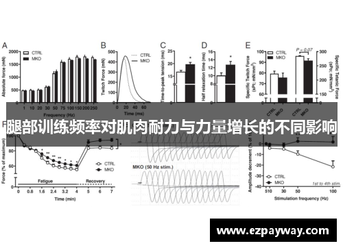 腿部训练频率对肌肉耐力与力量增长的不同影响